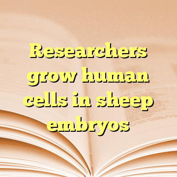 Researchers grow human cells in sheep embryos