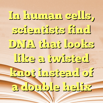 In human cells, scientists find DNA that looks like a twisted knot instead of a double helix